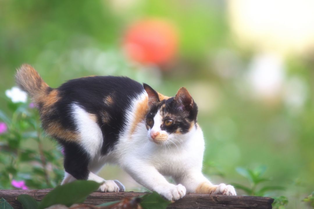 a calico cat walking on a wooden fence - Free Images, Stock Photos and Pictures on Pikwizard.com