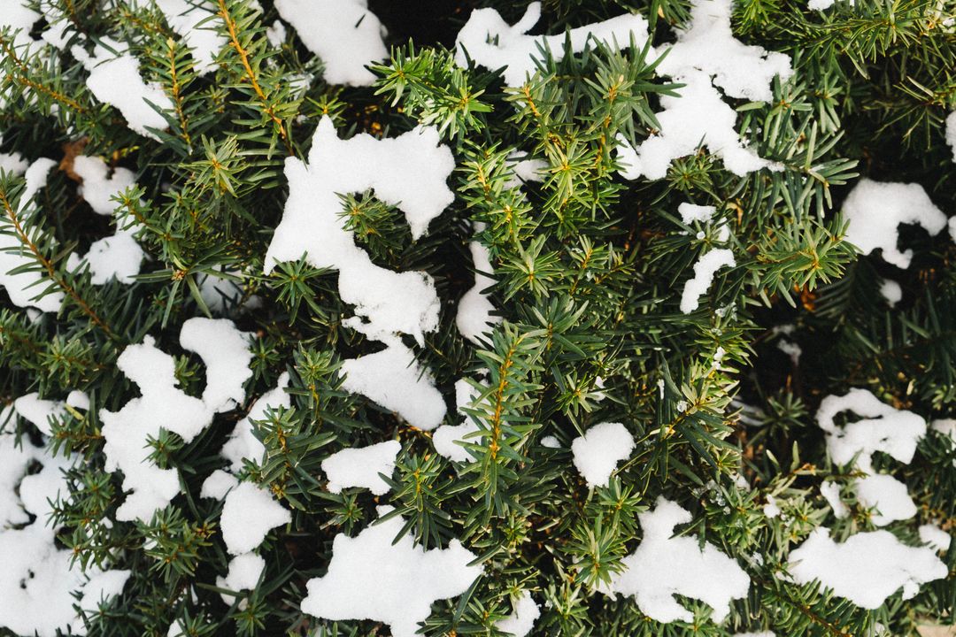 a bush covered in snow - Free Images, Stock Photos and Pictures on Pikwizard.com