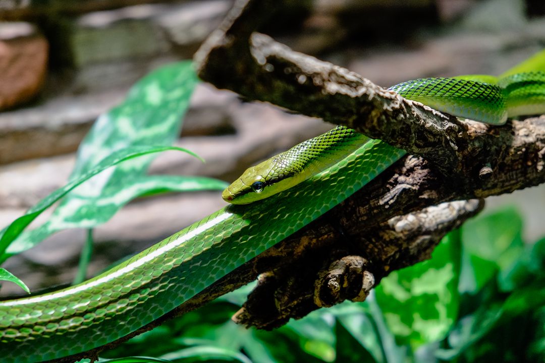 a green snake on a branch - Free Images, Stock Photos and Pictures on Pikwizard.com