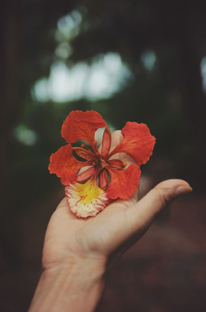 a person holding a flower - Free Images, Stock Photos and Pictures on Pikwizard.com