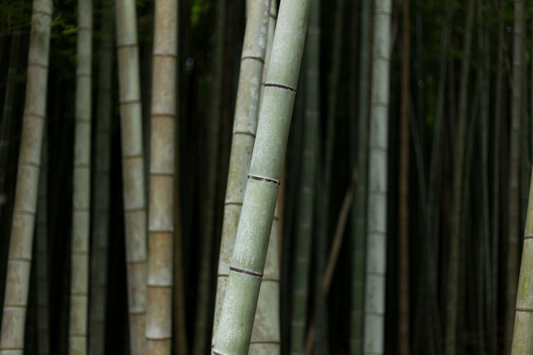 a bamboo forest - Free Images, Stock Photos and Pictures on Pikwizard.com
