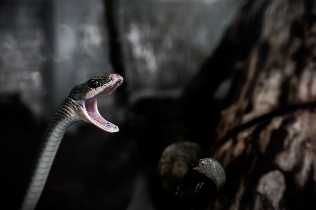 a snake with its mouth open - Free Images, Stock Photos and Pictures on Pikwizard.com
