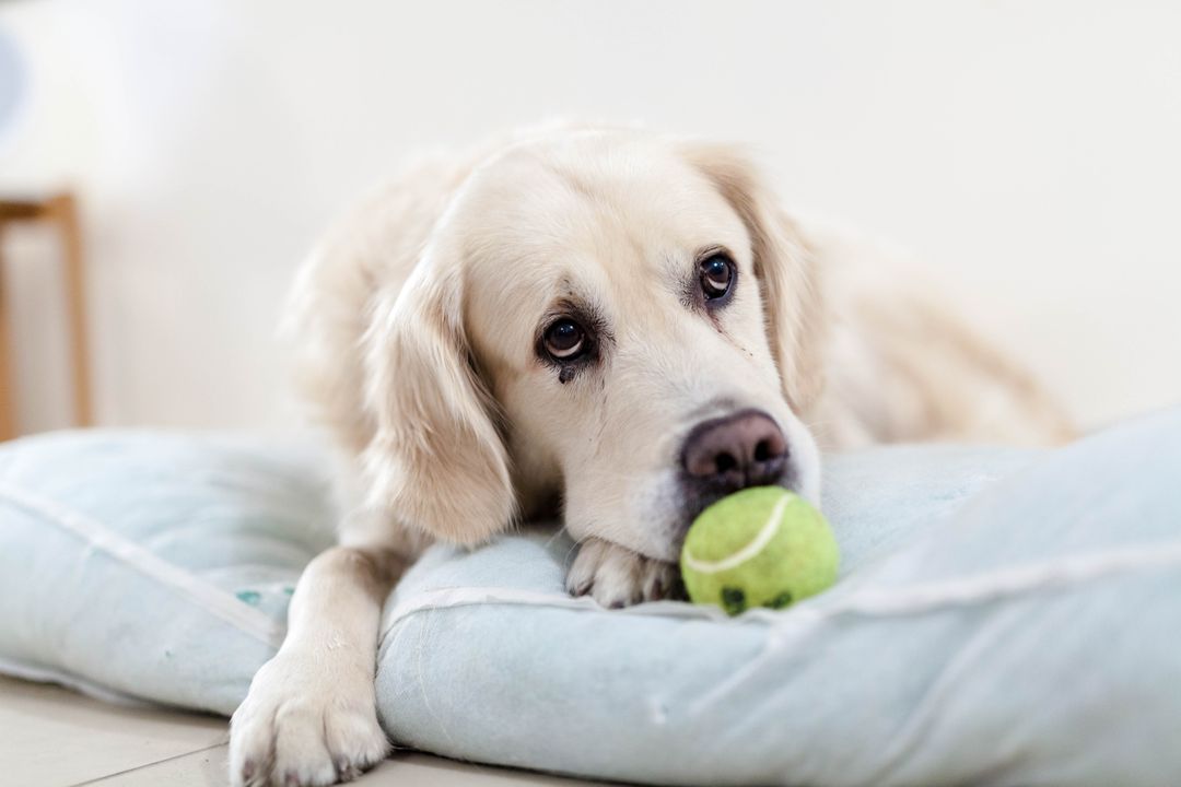 a dog laying on a bed with a tennis ball - Free Images, Stock Photos and Pictures on Pikwizard.com