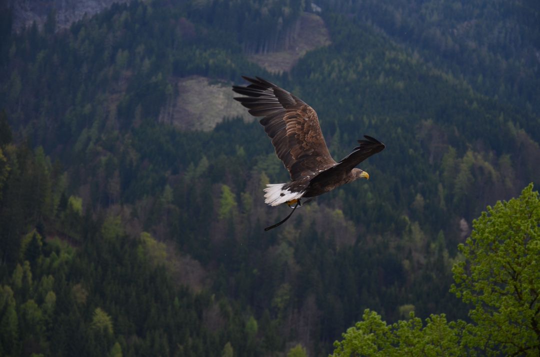 an eagle flying over a mountain - Free Images, Stock Photos and Pictures on Pikwizard.com