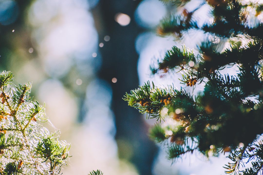 a pine tree with some small insects flying around it from Pikwizard