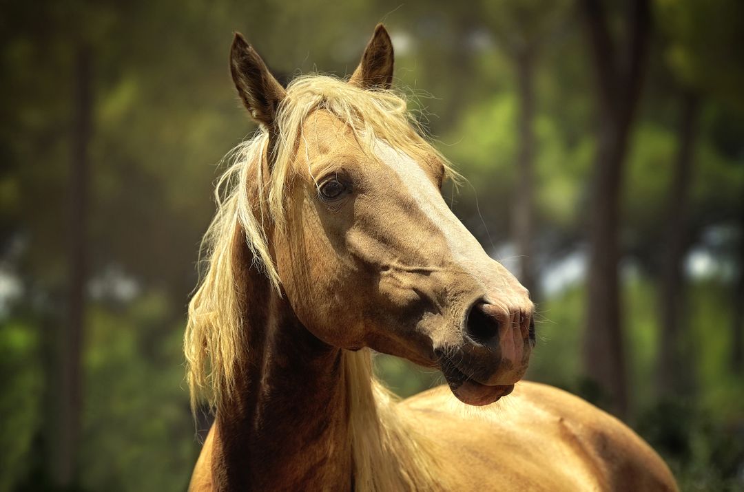 a horse with blonde hair - Free Images, Stock Photos and Pictures on Pikwizard.com