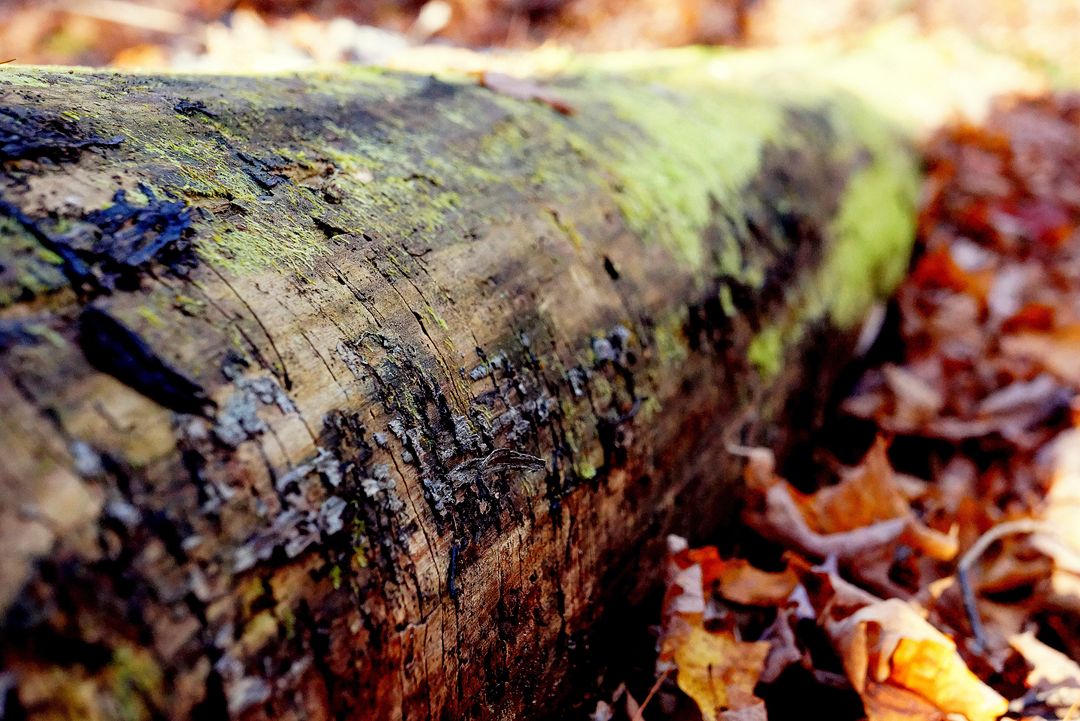 a log that is covered in leaves - Free Images, Stock Photos and Pictures on Pikwizard.com