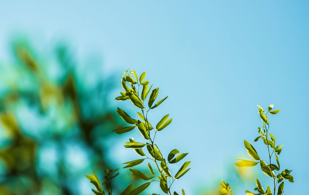 Green Plant Leaves and Blur Sky from Pikwizard