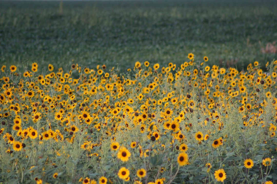a field full of sunflowers - Free Images, Stock Photos and Pictures on Pikwizard.com