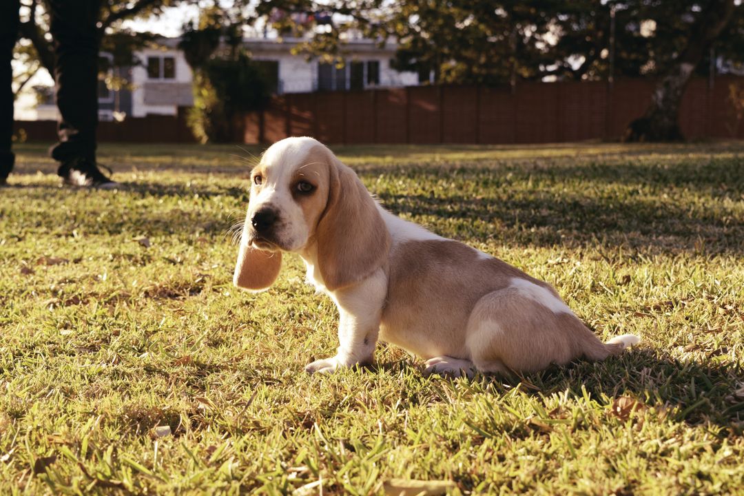 a basset hound puppy - Free Images, Stock Photos and Pictures on Pikwizard.com