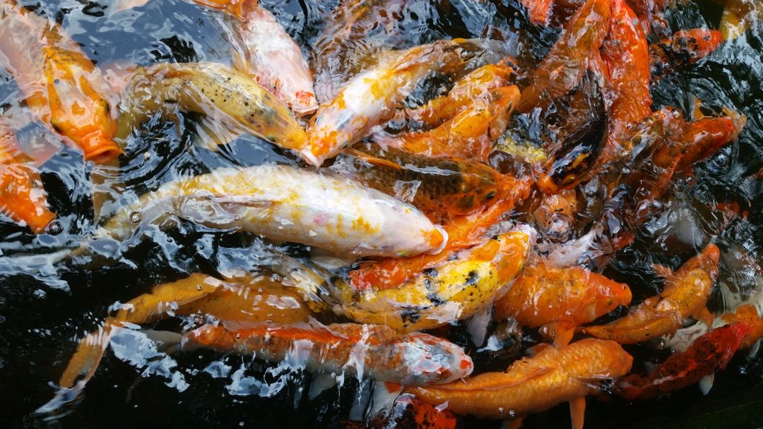 a group of koi fish - Free Images, Stock Photos and Pictures on Pikwizard.com