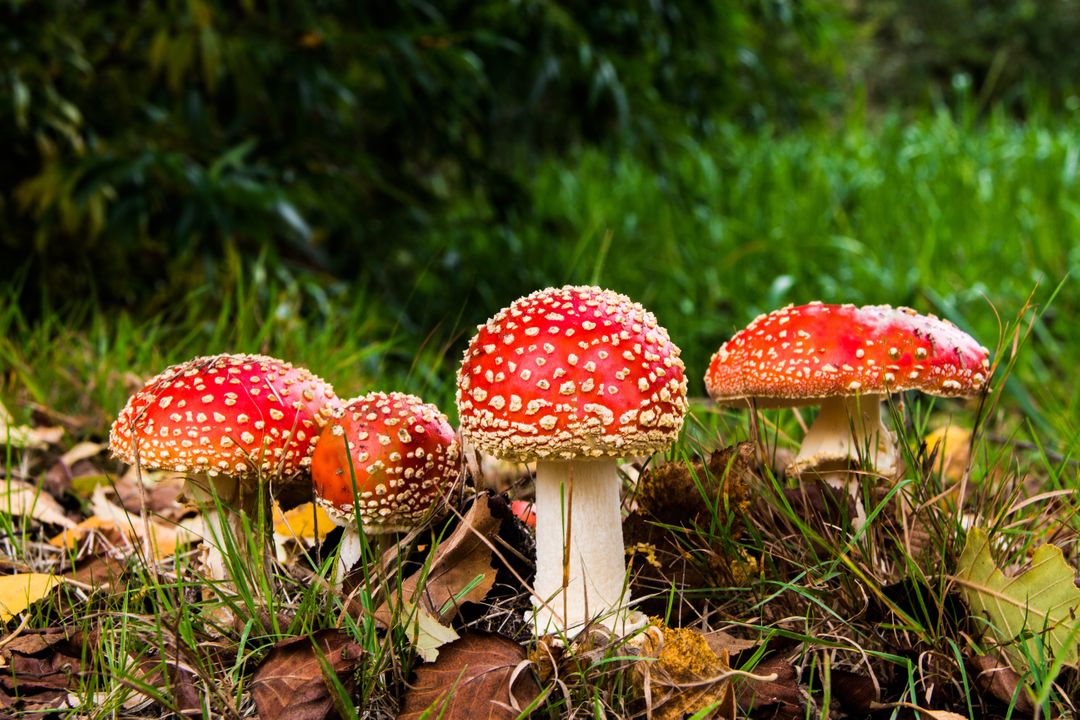 Nature grass mushrooms amanita - Free Images, Stock Photos and Pictures on Pikwizard.com