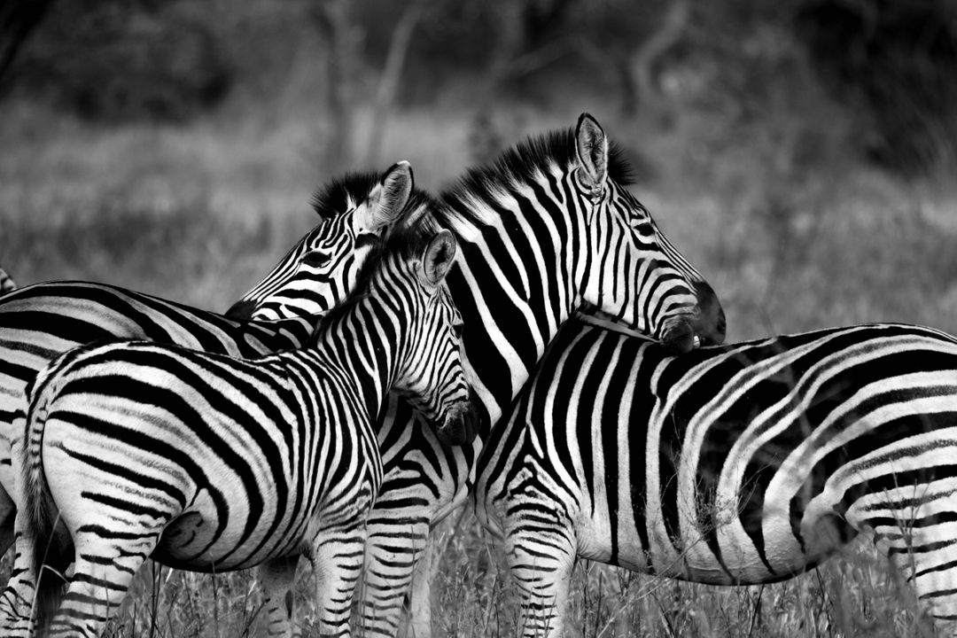 zebras - Free Images, Stock Photos and Pictures on Pikwizard.com