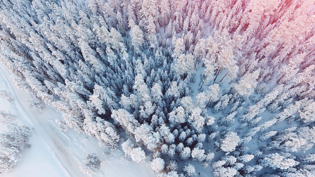 a snowy forest from above - Free Images, Stock Photos and Pictures on Pikwizard.com