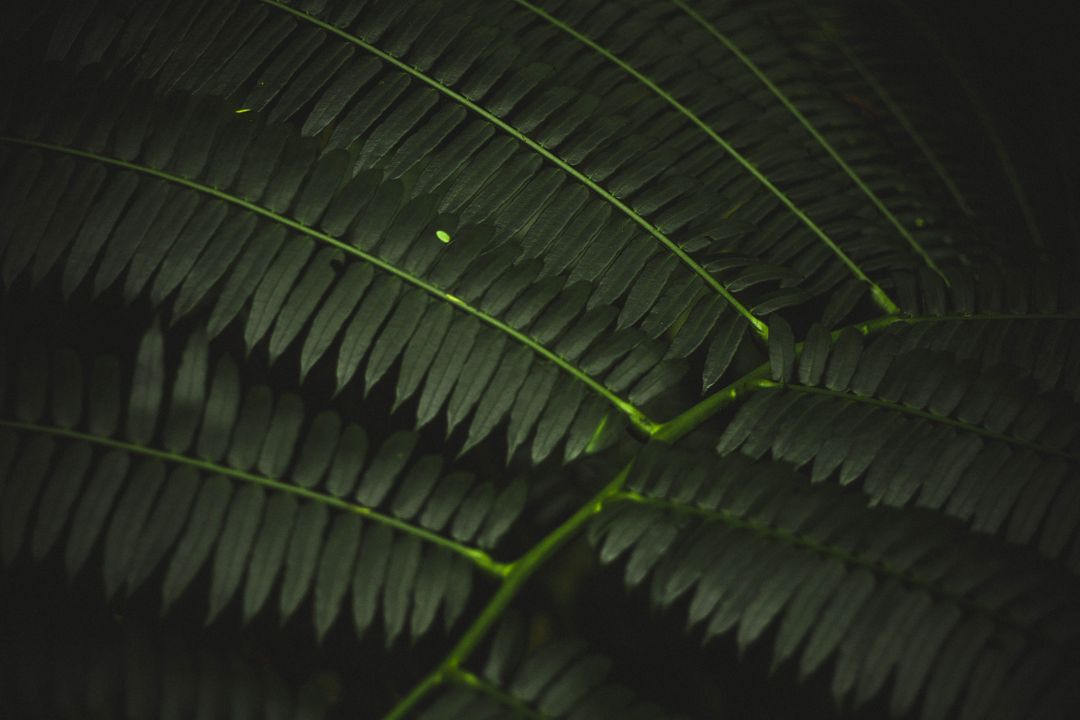 Image of a plant in deep green - The most trendy fashion colors of 2020 - Image