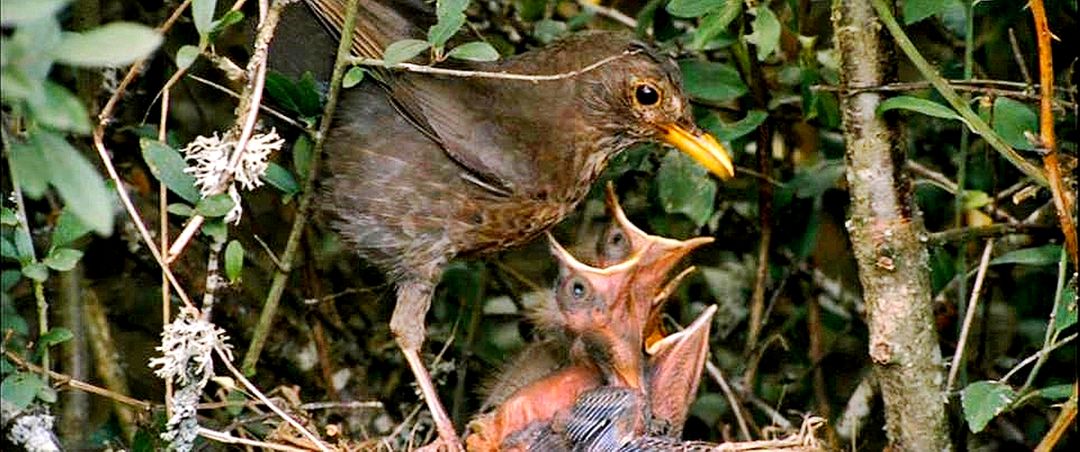 a bird eating from its nest - Free Images, Stock Photos and Pictures on Pikwizard.com