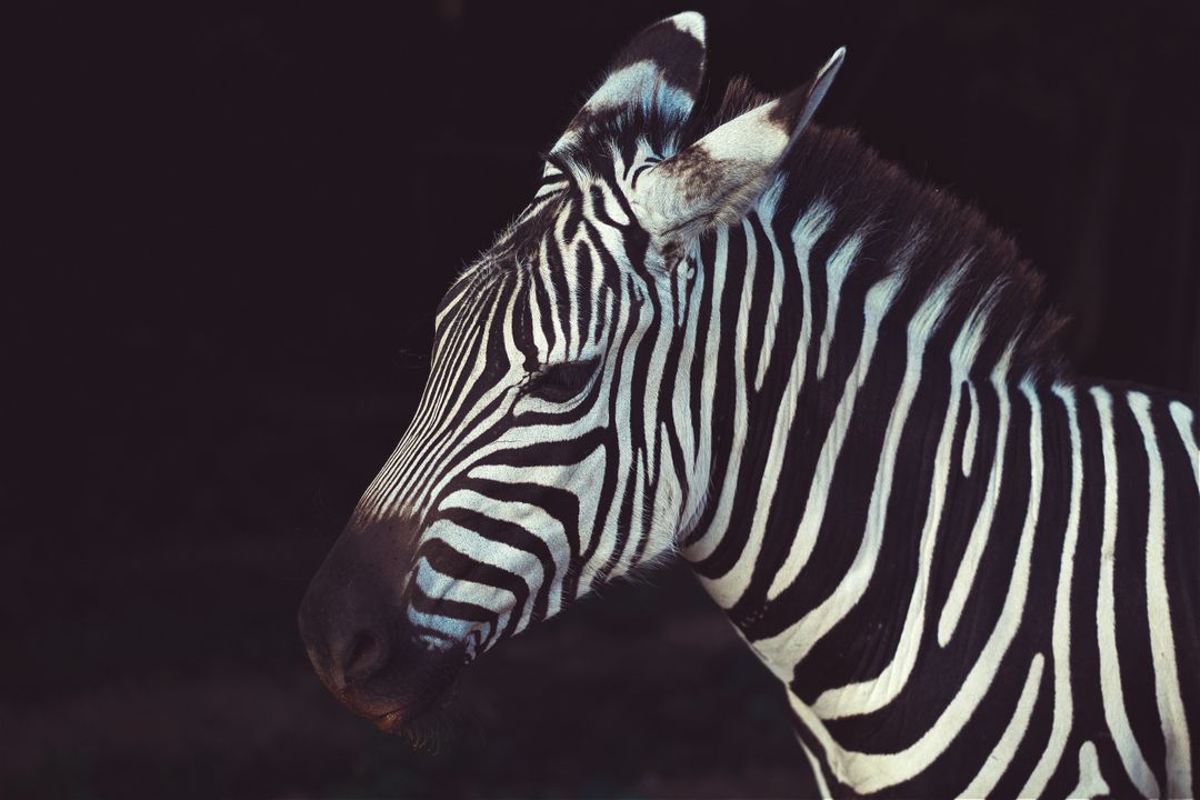 Zebra Animal - Free Images, Stock Photos and Pictures on Pikwizard.com