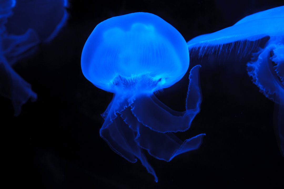 two jellyfishs in the dark - Free Images, Stock Photos and Pictures on Pikwizard.com
