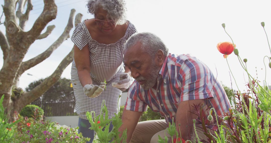 Image of african american senior couple gardening, planting flowers - Free Images, Stock Photos and Pictures on Pikwizard.com