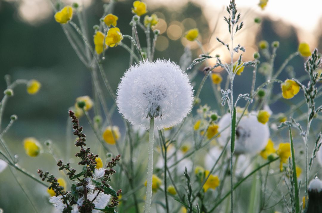 a field with white dandelions - Free Images, Stock Photos and Pictures on Pikwizard.com