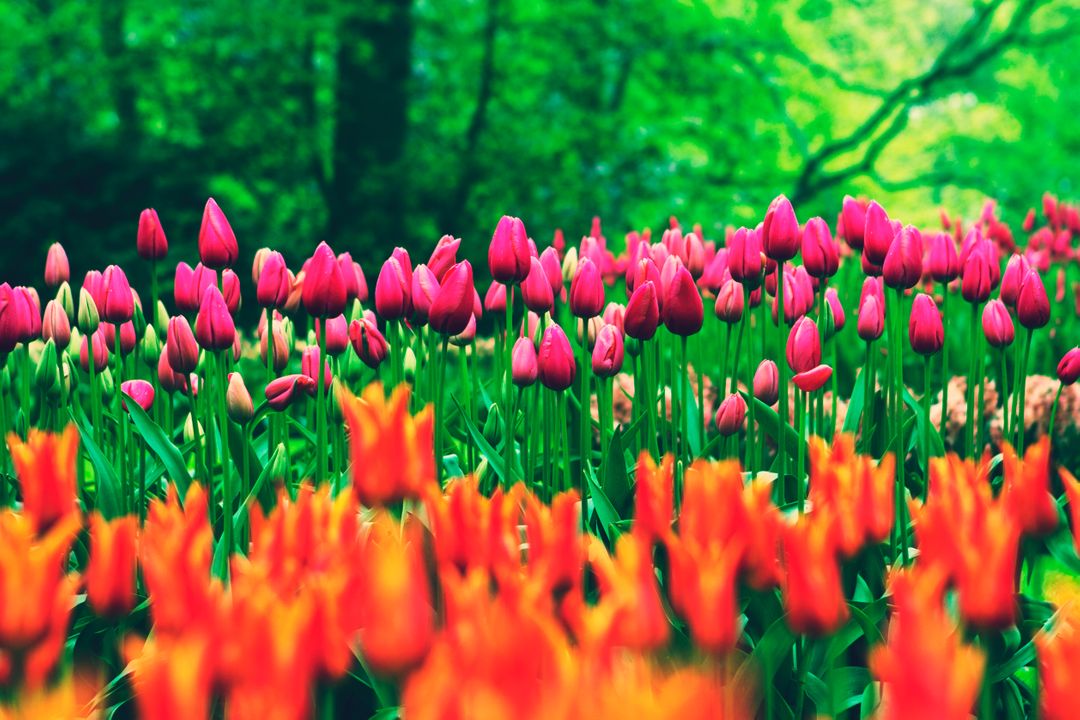 a field of pink and orange tulips - Free Images, Stock Photos and Pictures on Pikwizard.com