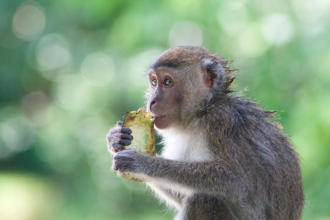 a monkey eating a banana - Free Images, Stock Photos and Pictures on Pikwizard.com