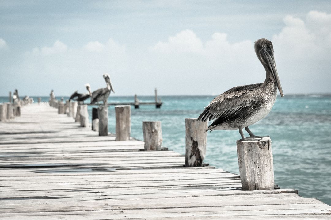 a pelican sitting on a dock - Free Images, Stock Photos and Pictures on Pikwizard.com