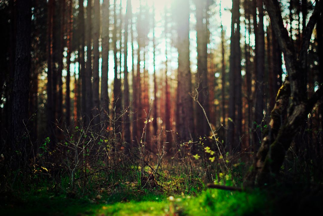 a forest with sun shining through - Free Images, Stock Photos and Pictures on Pikwizard.com