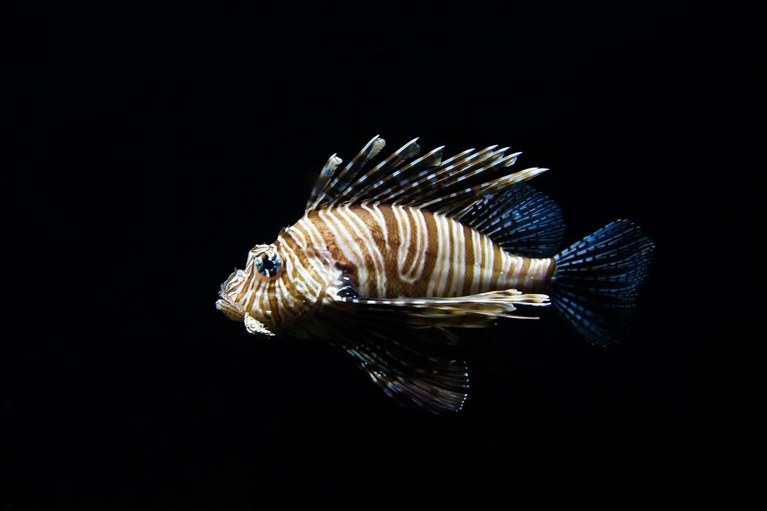 a lionfish - Free Images, Stock Photos and Pictures on Pikwizard.com