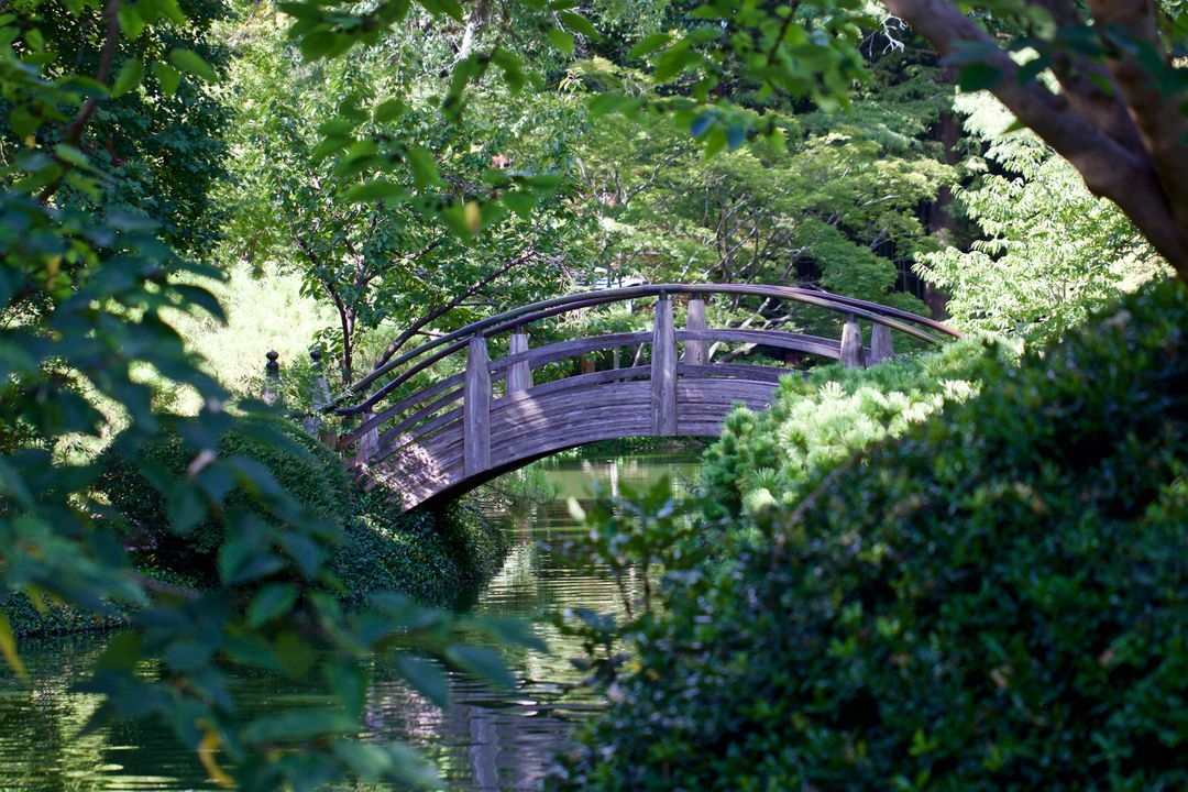 a bridge over a pond - Free Images, Stock Photos and Pictures on Pikwizard.com