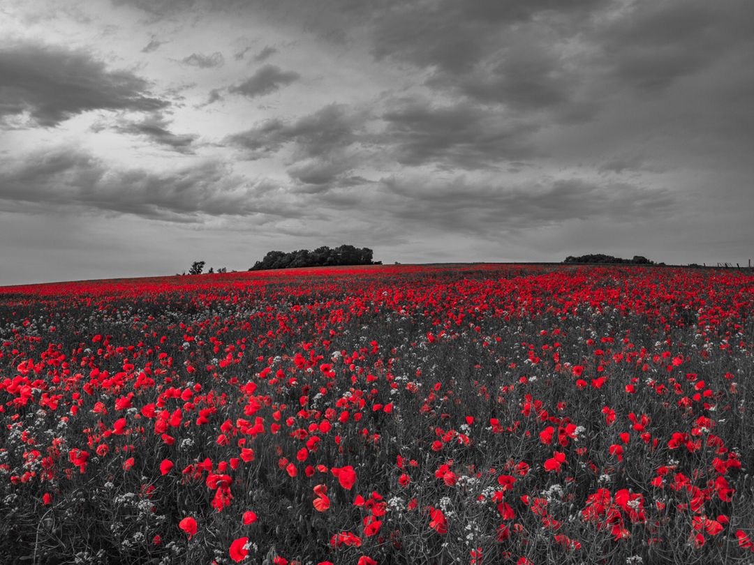 a field of red poppies - Free Images, Stock Photos and Pictures on Pikwizard.com