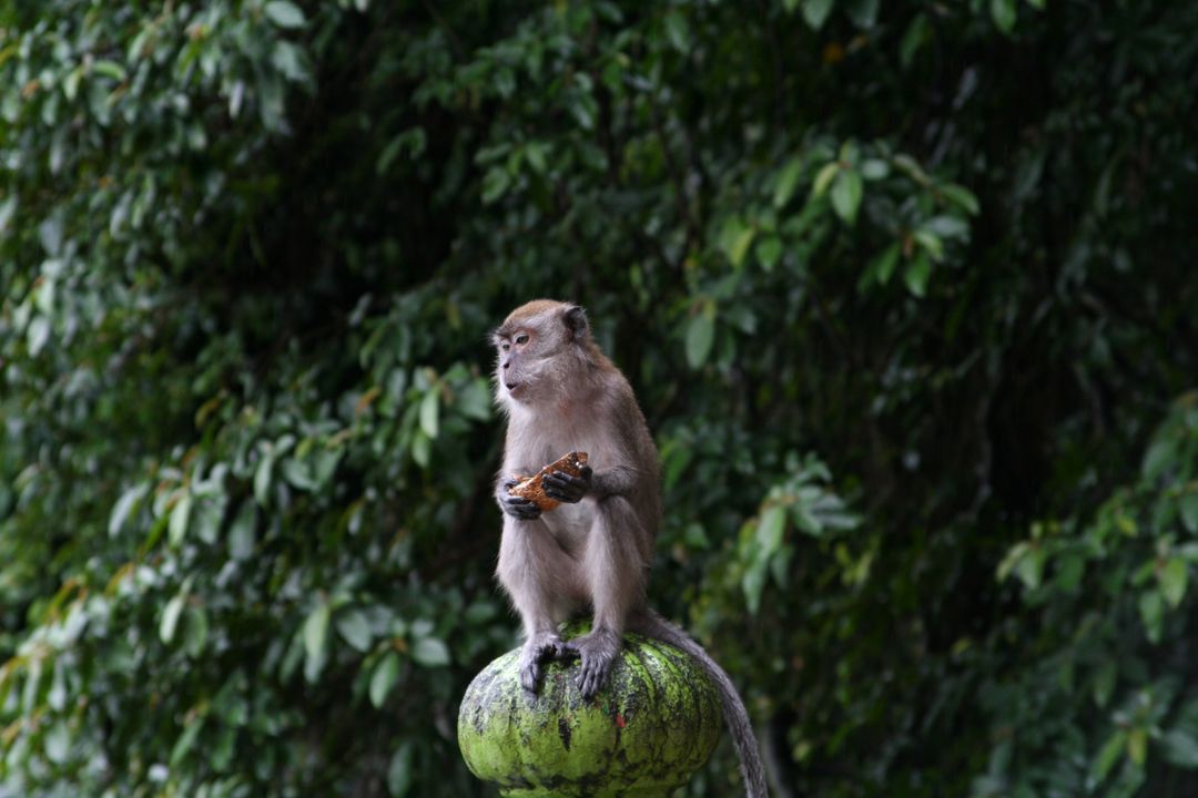 a monkey sitting on a green fruit - Free Images, Stock Photos and Pictures on Pikwizard.com