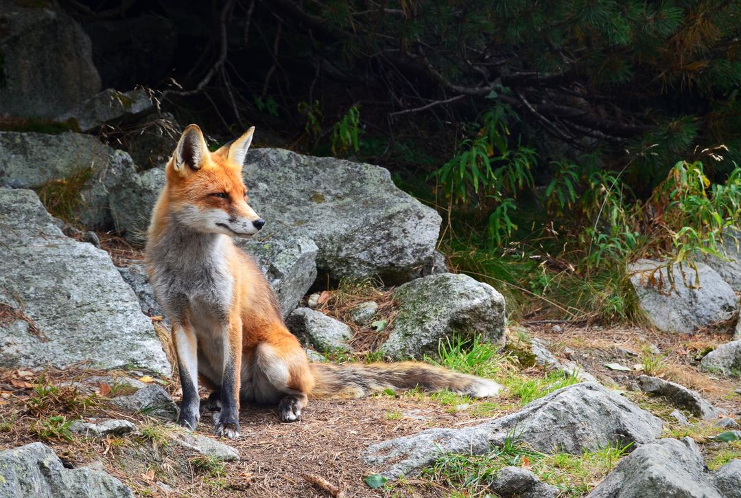 a fox sitting on some rocks - Free Images, Stock Photos and Pictures on Pikwizard.com