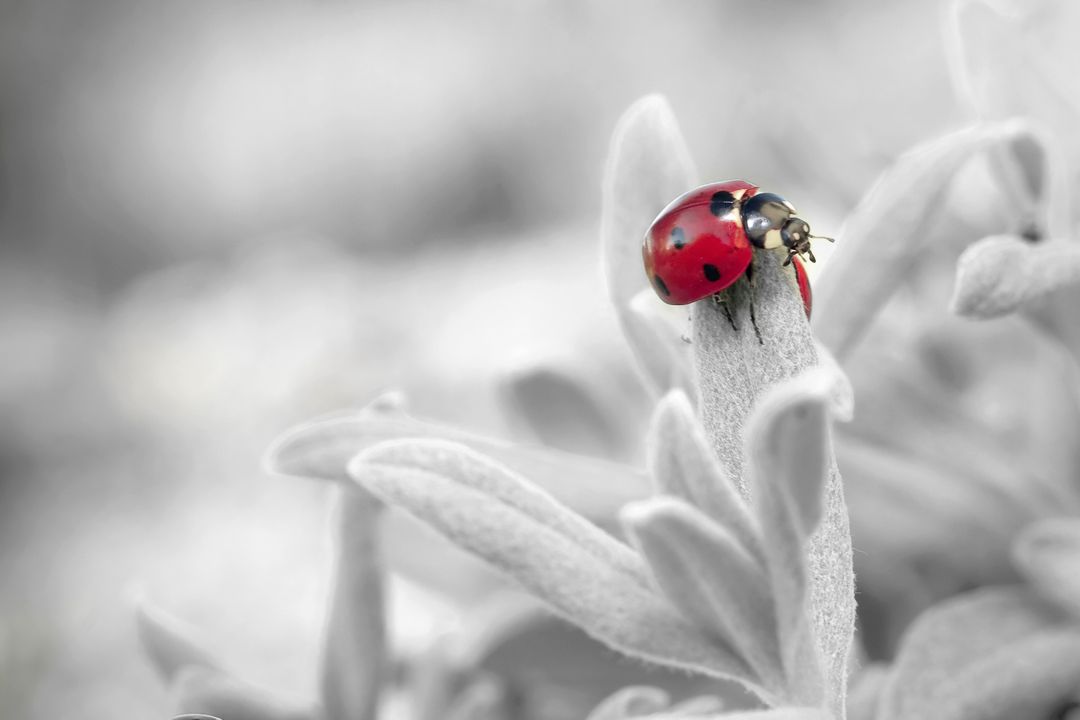 7 Spotted Ladybug on Leaf in Selective Color Photography - Free Images, Stock Photos and Pictures on Pikwizard.com