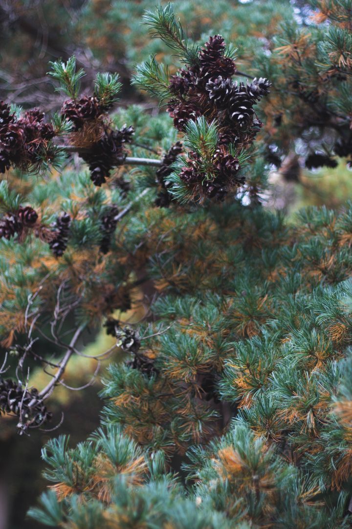 a pine tree with cones - Free Images, Stock Photos and Pictures on Pikwizard.com