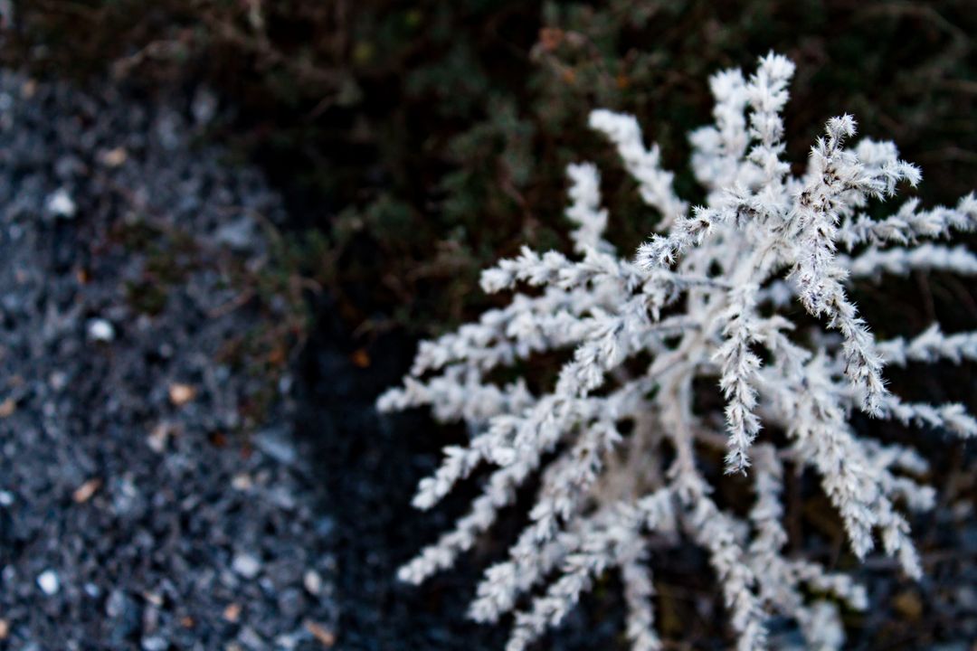 a plant with frost on it - Free Images, Stock Photos and Pictures on Pikwizard.com