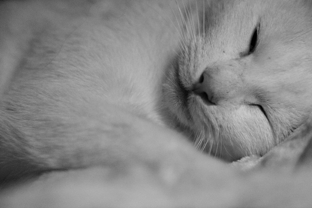 a cat sleeping - Free Images, Stock Photos and Pictures on Pikwizard.com