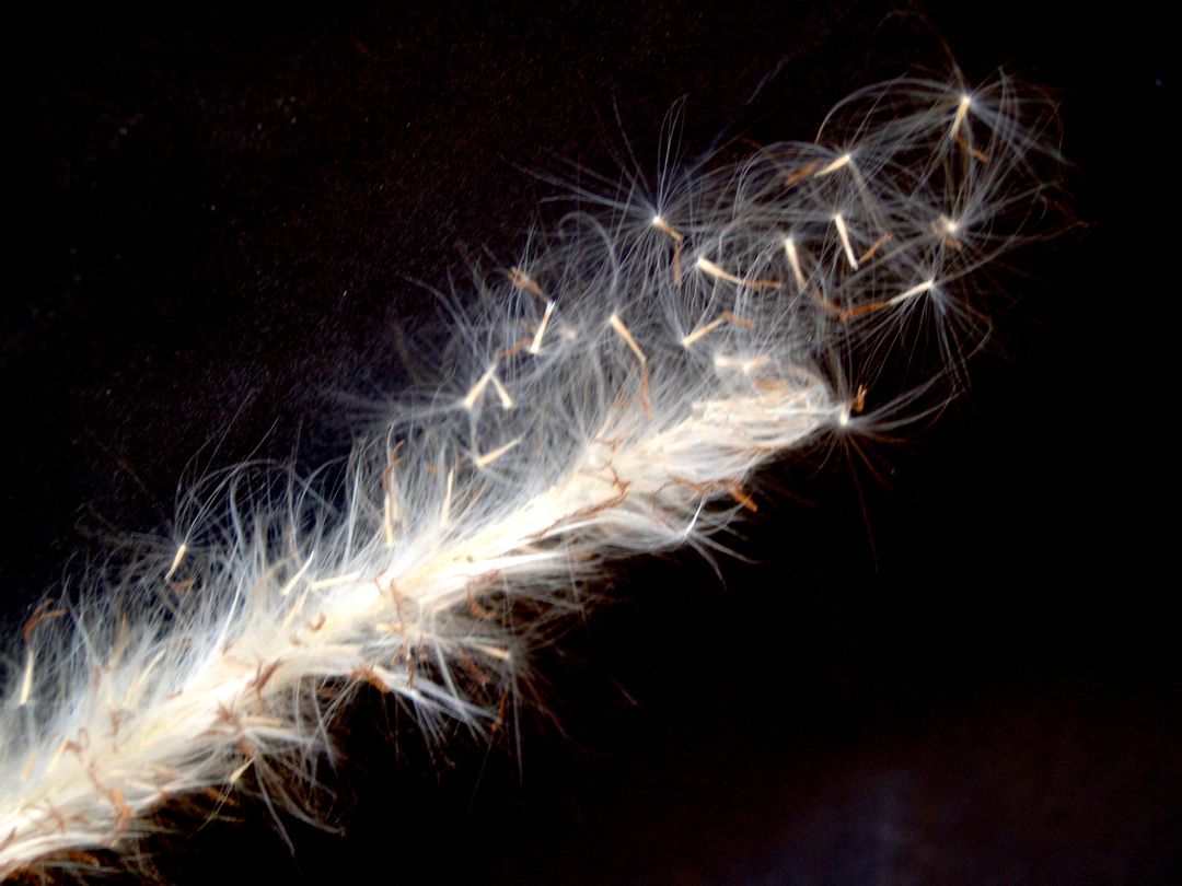a white feather - Free Images, Stock Photos and Pictures on Pikwizard.com