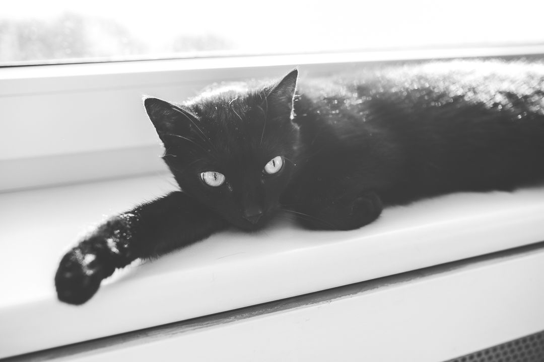 a black cat laying on a window sill - Free Images, Stock Photos and Pictures on Pikwizard.com