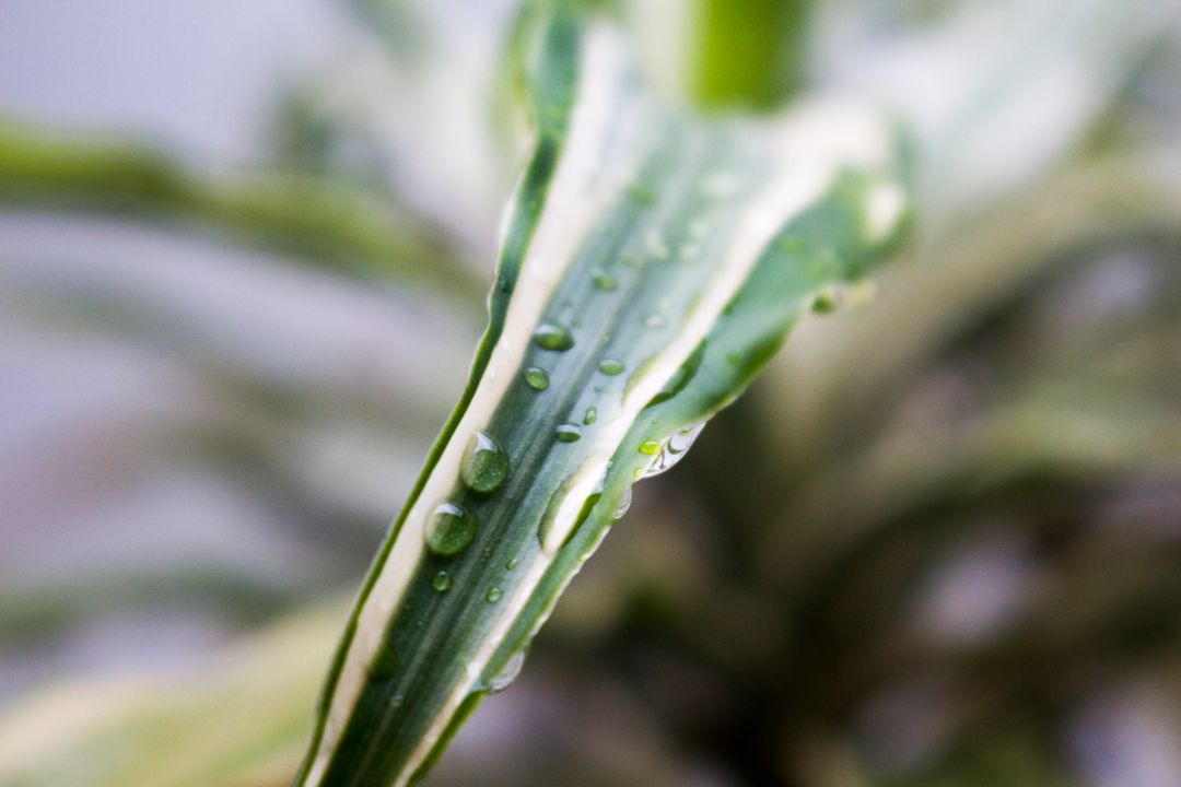 a plant with water droplets on it - Free Images, Stock Photos and Pictures on Pikwizard.com