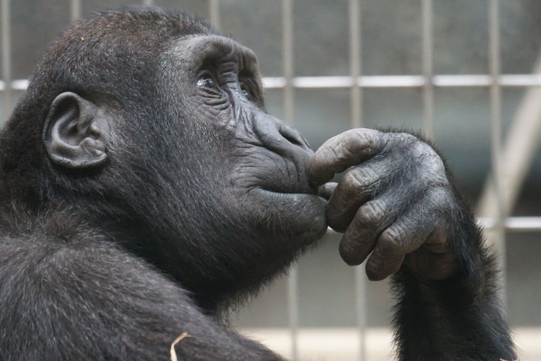 a gorilla sitting in a cage - Free Images, Stock Photos and Pictures on Pikwizard.com