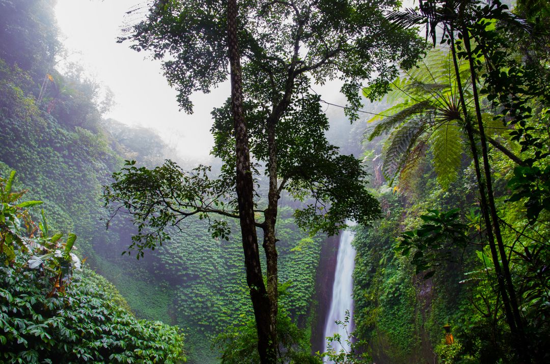 An image of a tropical forest - How to monetize your travel blog and collect email addresses from your audience - Image