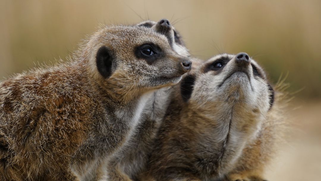 Meerkat - Free Images, Stock Photos and Pictures on Pikwizard.com