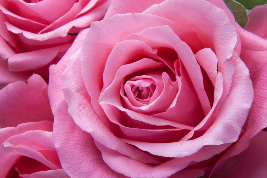 a bunch of pink roses - Free Images, Stock Photos and Pictures on Pikwizard.com