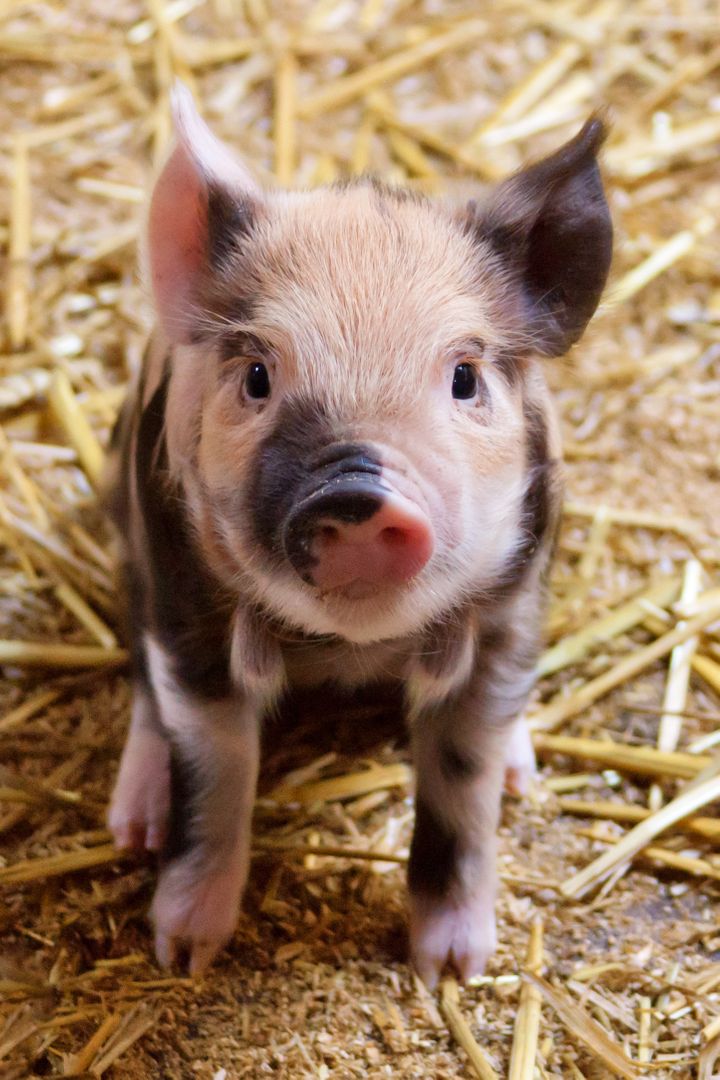 cute piglet - Free Images, Stock Photos and Pictures on Pikwizard.com