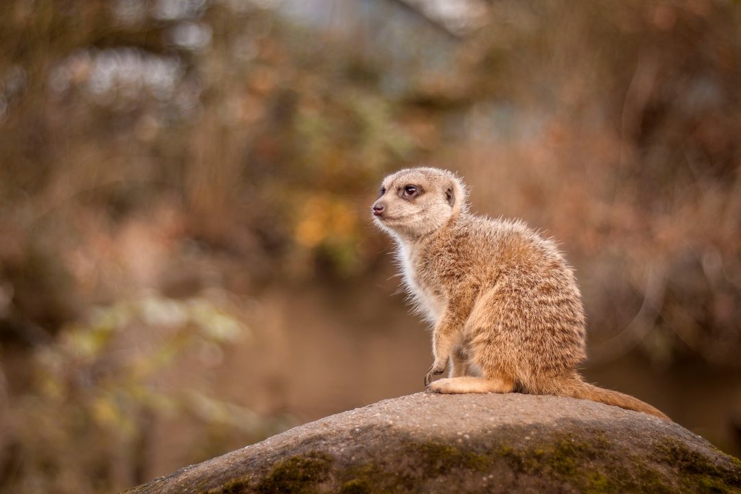 Background Images of Slender mongoose (Galerella sanguinea)