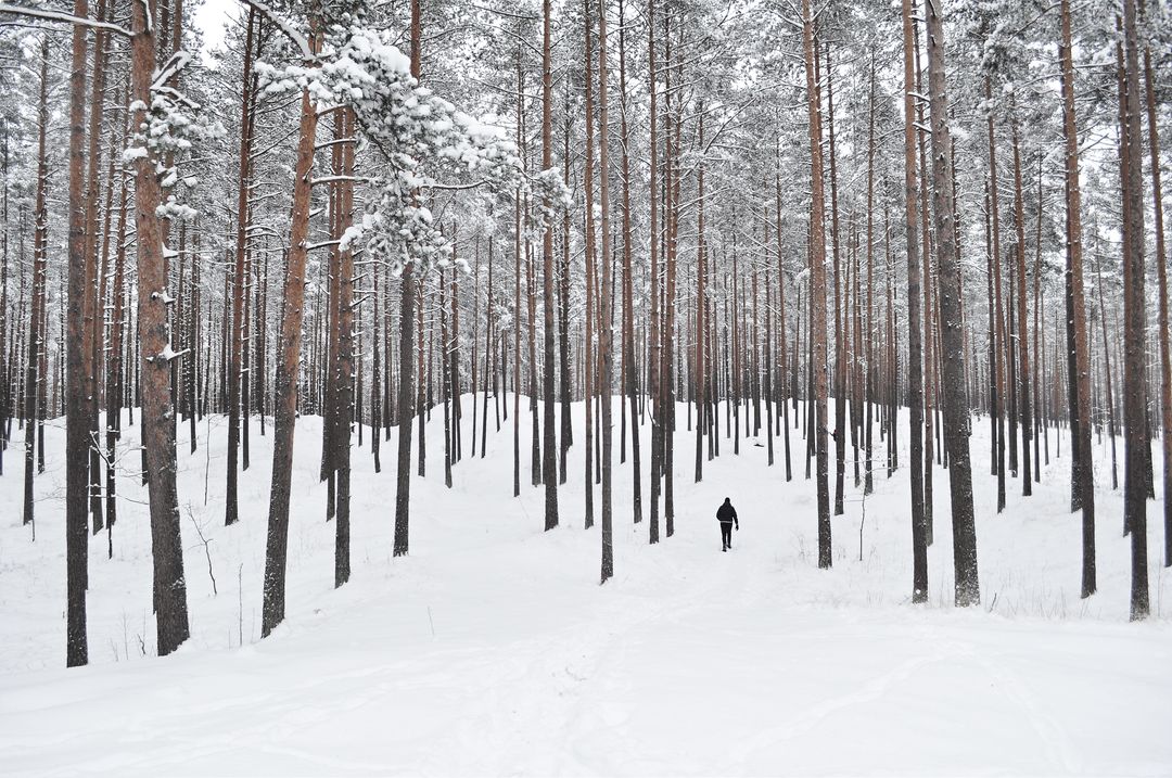 Image of a forest during winter - A selection of interesting Christmas images from the PikWizard team - Image