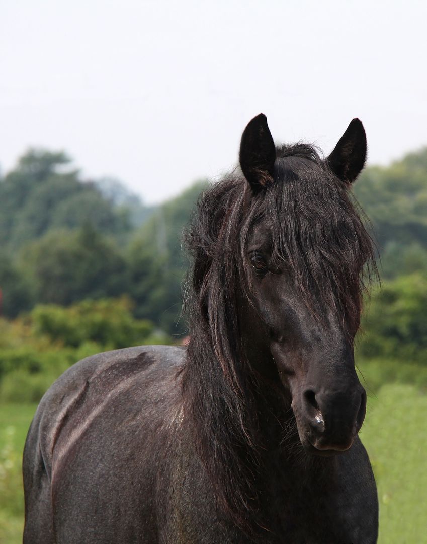 a black horse - Free Images, Stock Photos and Pictures on Pikwizard.com
