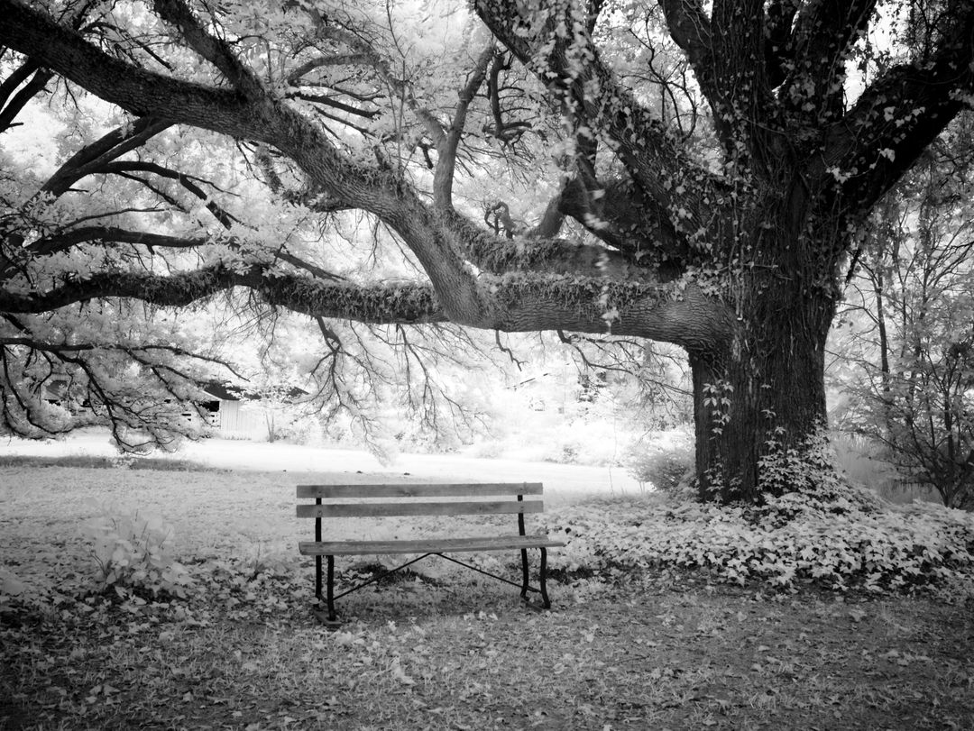 Bench in Park - Free Images, Stock Photos and Pictures on Pikwizard.com