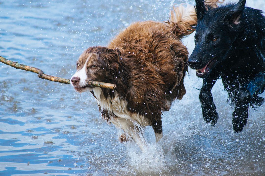 two dogs running in the water - Free Images, Stock Photos and Pictures on Pikwizard.com